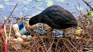 Ein Bläßhuhn an einem Nest mit Gelege und Plastikmüll (Foto: IMAGO, imago stock&people/blickwinkel) Ein Bläßhuhn an einem Nest mit Gelege und Plastikmüll