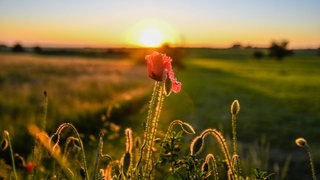 Eine Mohnblume auf einem Feld. Naturvideos sollen gegen Schmerzen helfen.