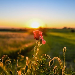 Eine Mohnblume auf einem Feld. Naturvideos sollen gegen Schmerzen helfen.