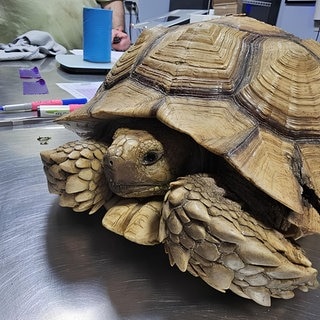Die Tornado-Turtle Myrtle, nachdem sie gefunden wurde.