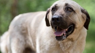 Der vermisste Junge wurde in Arizona offenbar von einem Hütehund gerettet. 