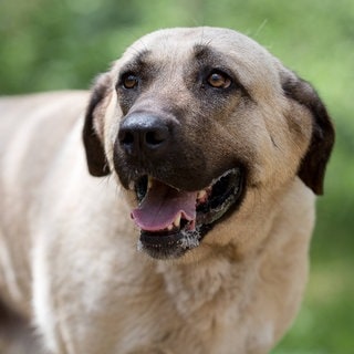 Der vermisste Junge wurde in Arizona offenbar von einem Hütehund gerettet. 