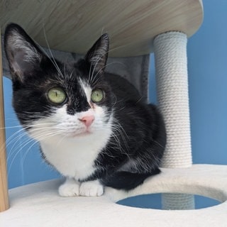 Katze Vaiana lebt im Tierheim Ulm.