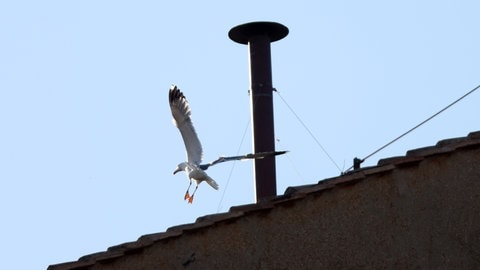 Eine Möwe fliegt neben dem Schornstein auf dem Dach der Sixtinischen Kapelle während des Konklaves zur Wahl des neuen Papstes Leo XIV. im Vatikan.