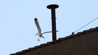 Eine Möwe fliegt neben dem Schornstein auf dem Dach der Sixtinischen Kapelle während des Konklaves zur Wahl des neuen Papstes Leo XIV. im Vatikan.