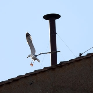 Eine Möwe fliegt neben dem Schornstein auf dem Dach der Sixtinischen Kapelle während des Konklaves zur Wahl des neuen Papstes Leo XIV. im Vatikan.