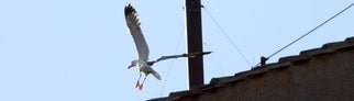 Eine Möwe fliegt neben dem Schornstein auf dem Dach der Sixtinischen Kapelle während des Konklaves zur Wahl des neuen Papstes Leo XIV. im Vatikan.