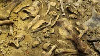 Alberta in Kanada: Dicht gedrängt liegen Knochen getöteter Dinosaurier beieinander.