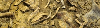 Alberta in Kanada: Dicht gedrängt liegen Knochen getöteter Dinosaurier beieinander.