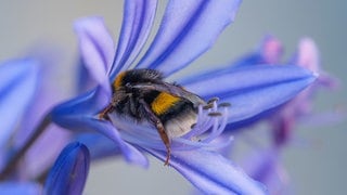 Wie schlafen Tiere? Eine Hummel schläft in einer blauen Blüte