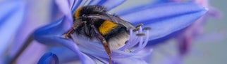 Wie schlafen Tiere? Eine Hummel schläft in einer blauen Blüte