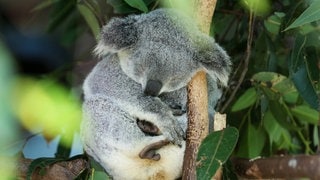 Ein Koala schläft an einen Baum gelehnt. Wie schlafen anderen Tiere?