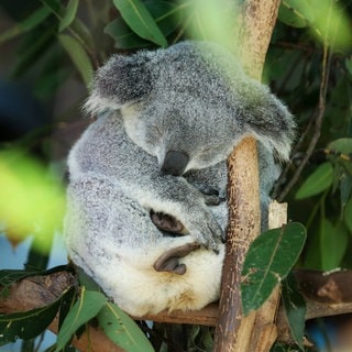 Ein Koala schläft an einen Baum gelehnt. Wie schlafen anderen Tiere?