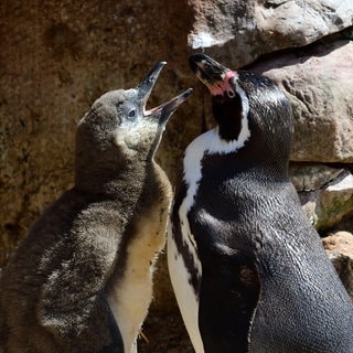 Ein Humboldt-Pinguin mit einem Küken. Symbolbild für den Nachwuchs im Kölner Zoo.