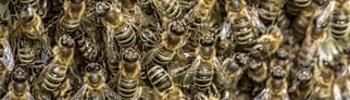 Bienenvolk an einer Wabe: Bei einem Lkw-Unfall in den USA sind 250 Millionen Bienen weggeflogen. 