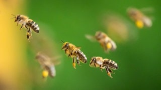 Honigbienen im Flug: Bei einem Lkw-Unfall in den USA sind 250 Millionen Bienen weggeflogen. 
