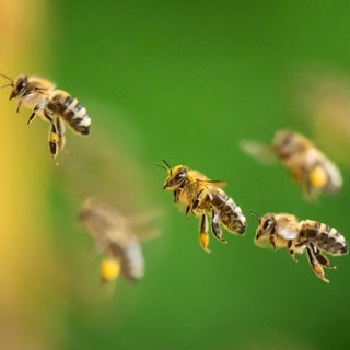 Honigbienen im Flug: Bei einem Lkw-Unfall in den USA sind 250 Millionen Bienen weggeflogen. 