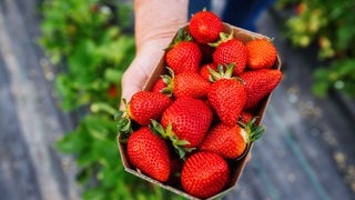 In einer Schale liegen günstige Erdbeeren, die gut gelagert lange frisch gehalten werden können