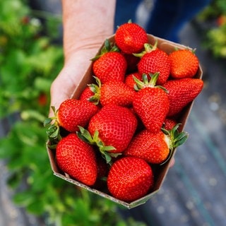 In einer Schale liegen günstige Erdbeeren, die gut gelagert lange frisch gehalten werden können