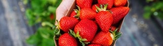 In einer Schale liegen günstige Erdbeeren, die gut gelagert lange frisch gehalten werden können