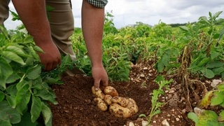 Ein Landwirt beobachtet den Zustand von Kartoffeln auf seinem Feld. Die von Zikaden übertragene Pflanzenkrankheit Stolbur bedroht die Ernte.