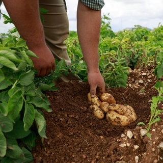 Ein Landwirt beobachtet den Zustand von Kartoffeln auf seinem Feld. Die von Zikaden übertragene Pflanzenkrankheit Stolbur bedroht die Ernte.