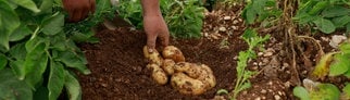 Ein Landwirt beobachtet den Zustand von Kartoffeln auf seinem Feld. Die von Zikaden übertragene Pflanzenkrankheit Stolbur bedroht die Ernte.