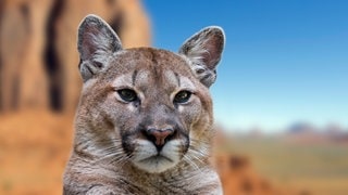 Symbolbild Puma