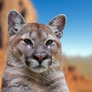 Symbolbild Puma