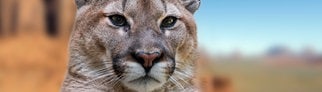 Symbolbild Puma
