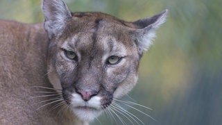Symbolbild Puma