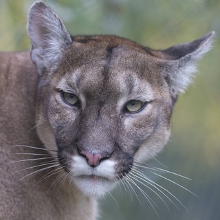 Symbolbild Puma