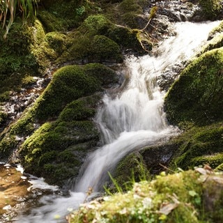 Einer der Wasserfälle in der Lotenbachklamm im Hochschwarzwald