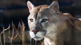 In der Nähe von Leipuig wurde angeblich eine Großkatze gefilmt. Es hat sich aber nicht um einen Puma, sondern nur um eine normale Katze gehandelt. (Symbolbild)