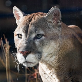 In der Nähe von Leipuig wurde angeblich eine Großkatze gefilmt. Es hat sich aber nicht um einen Puma, sondern nur um eine normale Katze gehandelt. (Symbolbild)