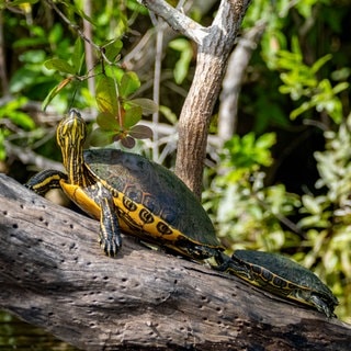 Symbolbild: Tausende Mesoamerikanische Schmuckschildkröten in Mexiko gerettet.