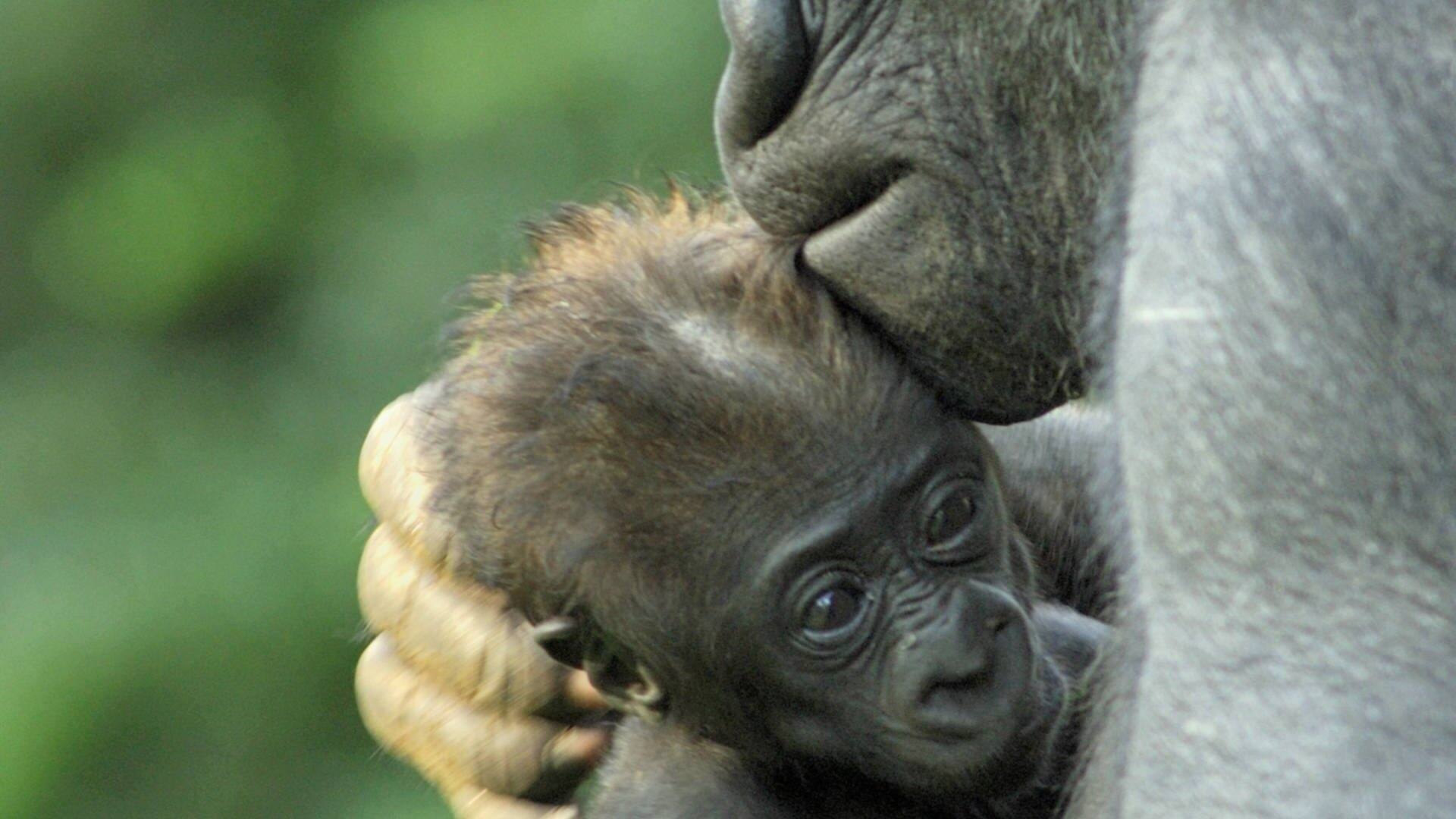 Gorilla-Mutter mit Jungtier (Foto: picture-alliance / Reportdienste, Picture Alliance)