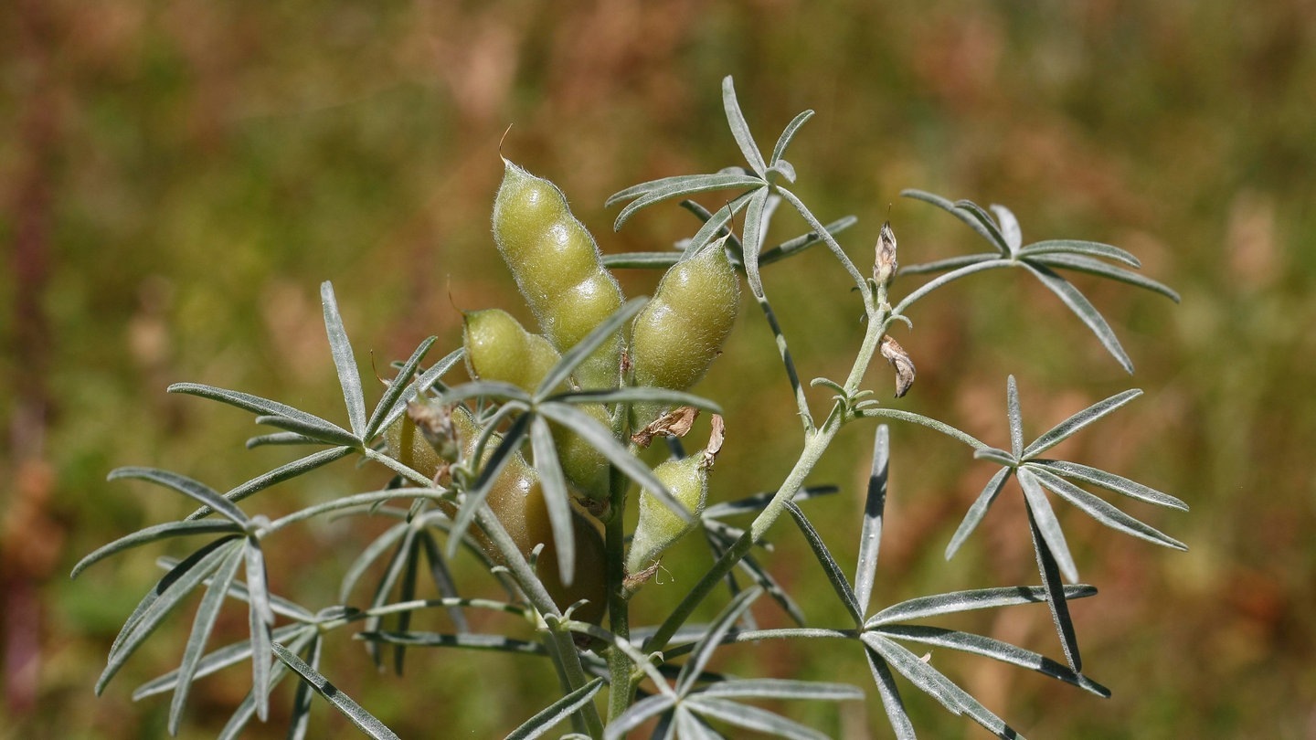 Foto: picture-alliance / Reportdienste, picture alliance / imageBROKER | Caroline Brinkmann Lupine (Foto: picture-alliance / Reportdienste, picture alliance / imageBROKER | Caroline Brinkmann)