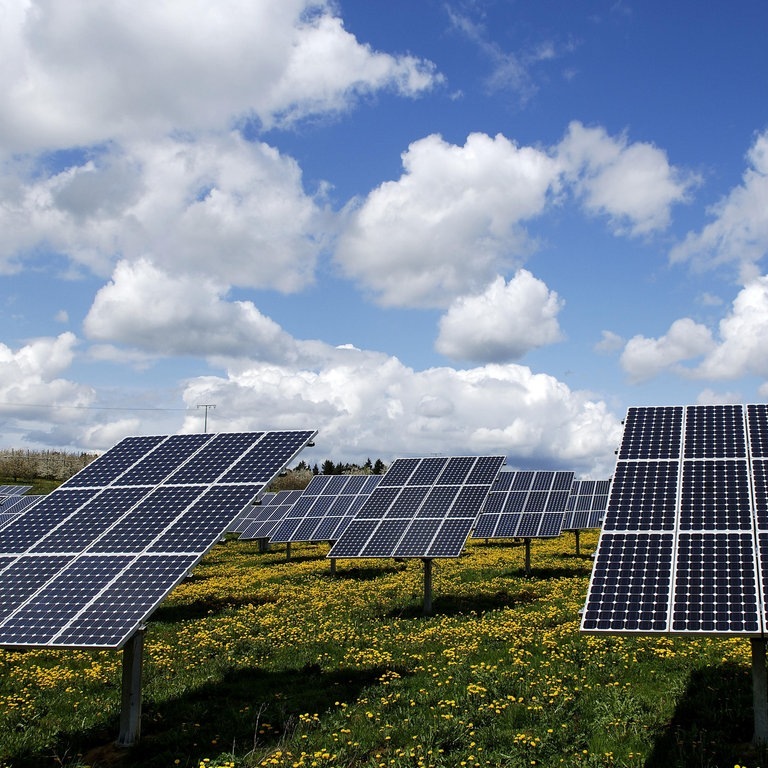 Eine größere Photovoltaikanlage auf einer blühenden Wiese (Foto: SWR)