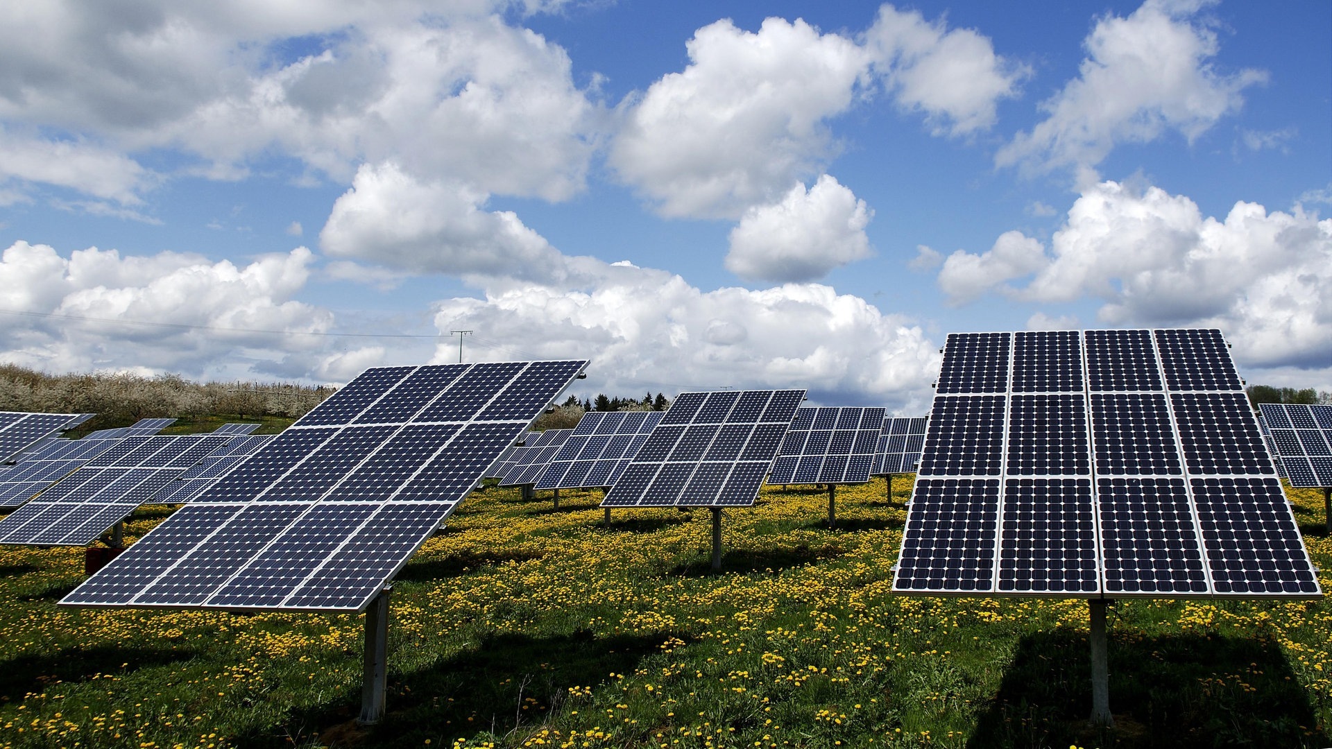 Foto: SWR Eine größere Photovoltaikanlage auf einer blühenden Wiese (Foto: SWR)