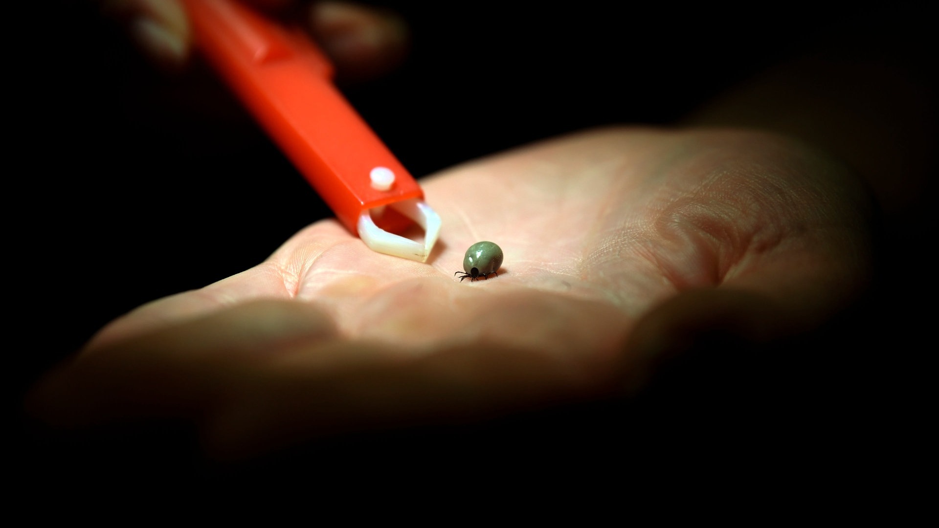 Borreliose und FSME: Zecken sollten, sobald sie entdeckt sind, entfernt werden. Ab wann lohnt sich eine Impfung? (Foto: picture-alliance / Reportdienste, picture alliance / dpa Themendienst | Ina Fassbender)