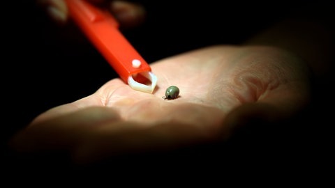Borreliose und FSME: Zecken sollten, sobald sie entdeckt sind, entfernt werden. Ab wann lohnt sich eine Impfung? (Foto: picture-alliance / Reportdienste, picture alliance / dpa Themendienst | Ina Fassbender)