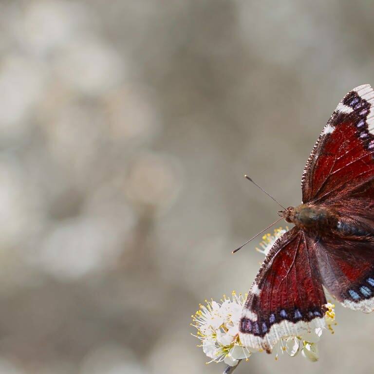 Schmetterling auf grauem Hintergrund (Foto: Adobe Stock, butterfly-photos.org)