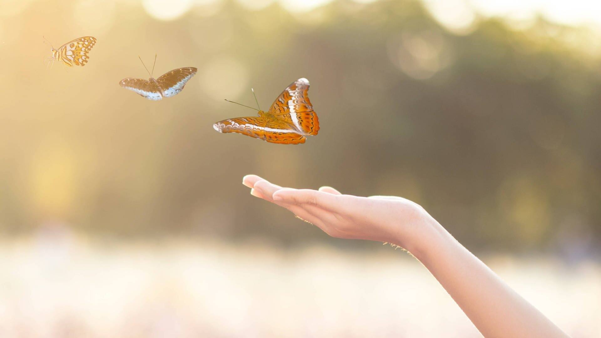 Schmetterlinge fliegen von einer ausgestreckten Hand (Foto: IMAGO, YAY Images)