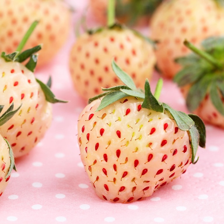 Ananas-Erdbeeren: Weiße kleine Beeten mit roten Punkten auf einer Tischdecke. (Foto: Adobe Stock, Andre Bonn)