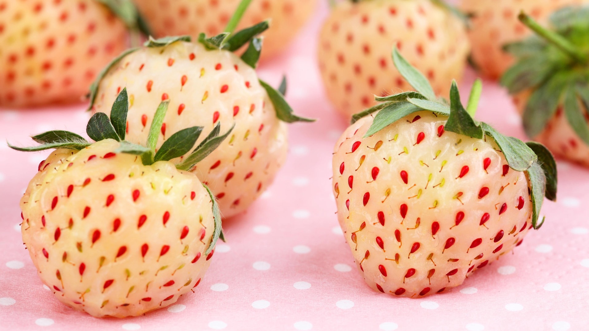 Ananas-Erdbeeren: Weiße kleine Beeten mit roten Punkten auf einer Tischdecke. (Foto: Adobe Stock, Andre Bonn)