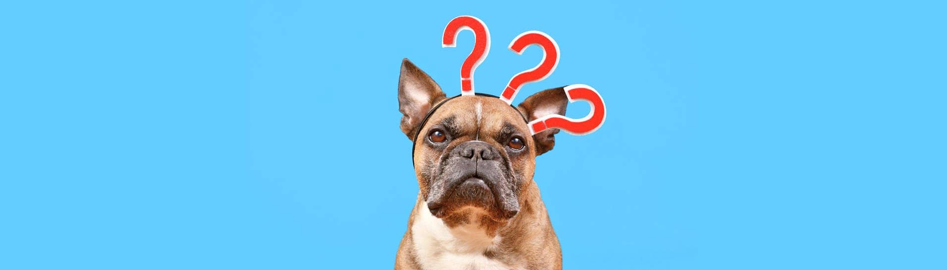Französische Bulldogge blickt verwirrt drein und hat drei Fragezeichen auf dem Kopf (Foto: IMAGO, IMAGO / imagebroker)