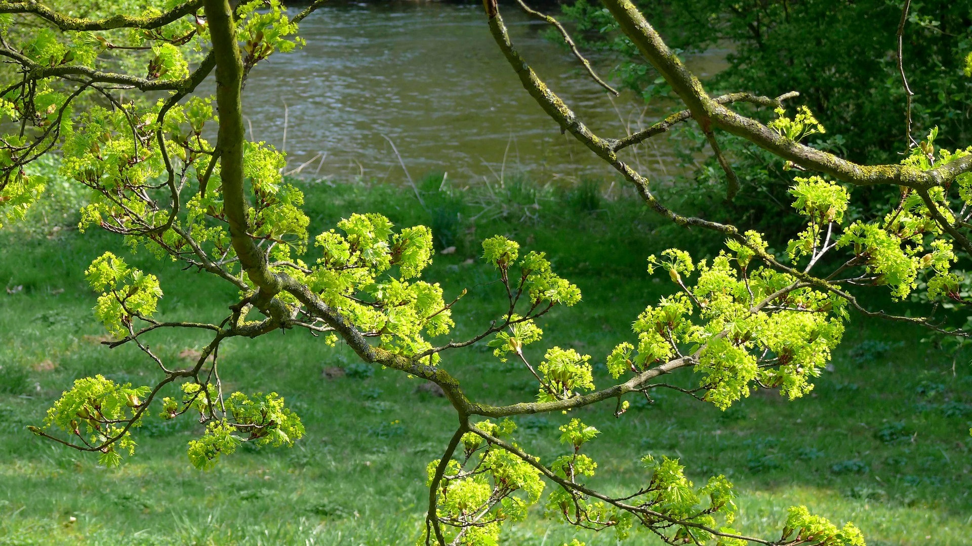 Foto: IMAGO, IMAGO / imagebroker Der Enzauenpark in Pforzheim (Foto: IMAGO, IMAGO / imagebroker)