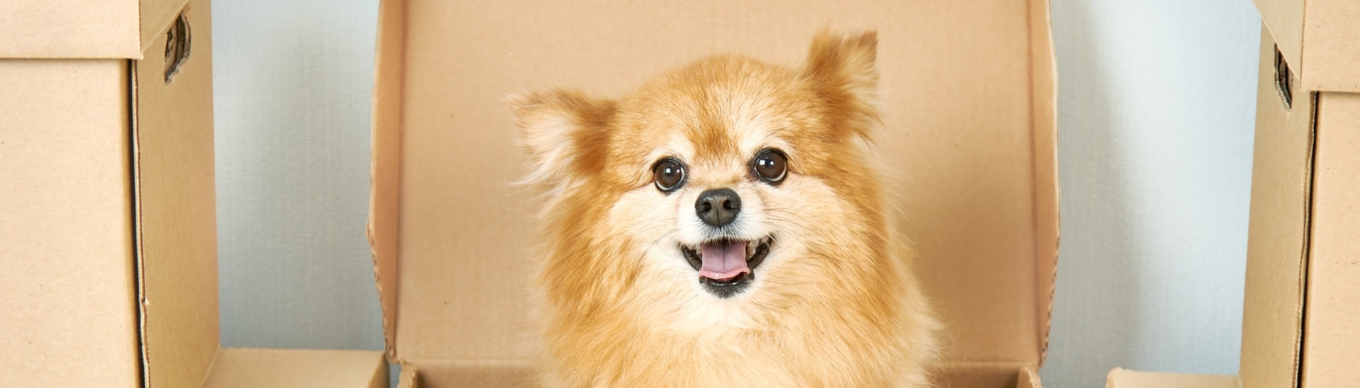 Hund schaut aus einem Umzugskarton (Foto: IMAGO, Pond5 Images)