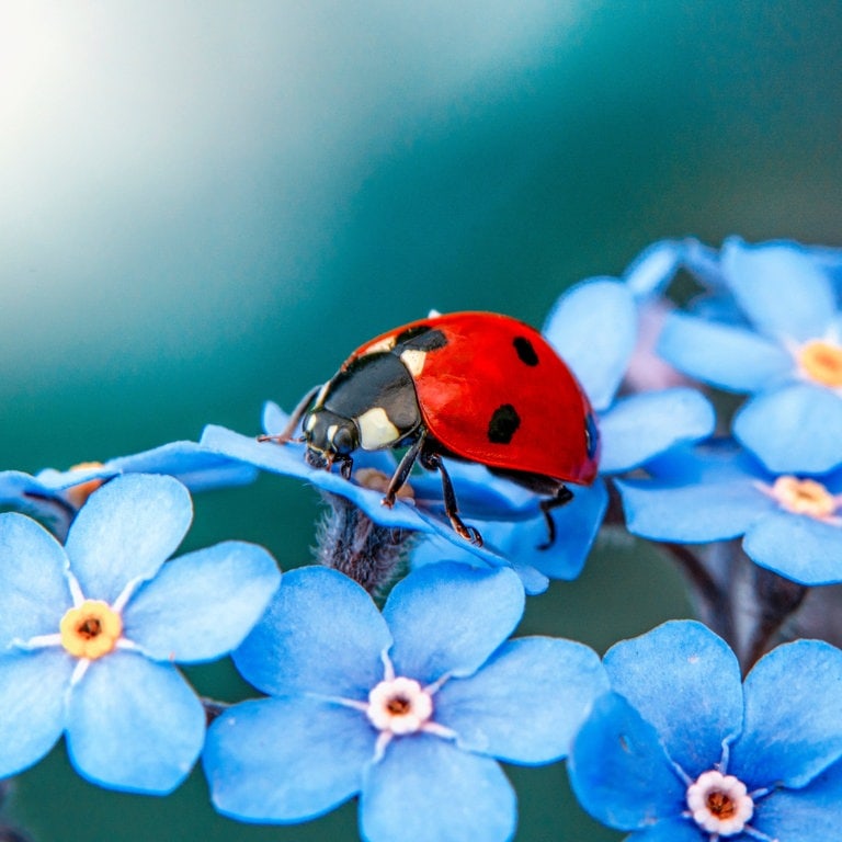 Das ist keine Stinkwanze, sondern ein Marienkäfer mit rotem Panzer und schwarzen Punkten. Er sitzt auf einer Blüte. (Foto: Adobe Stock, Adobe Stock/blackdiamond67)